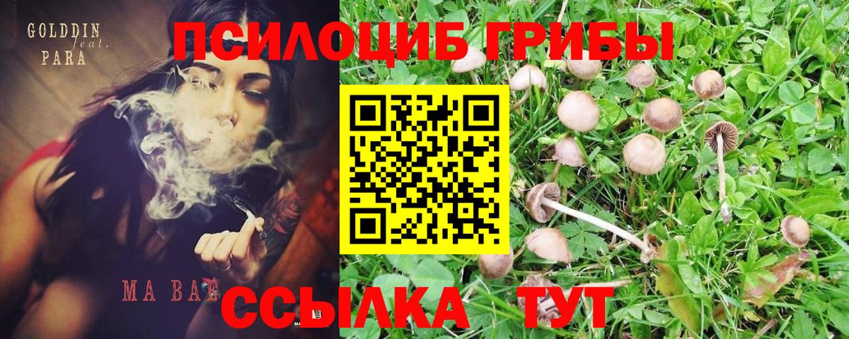 Псилоцибиновые грибы Psilocybe  Вход с VPN  Орехово-Зуево 