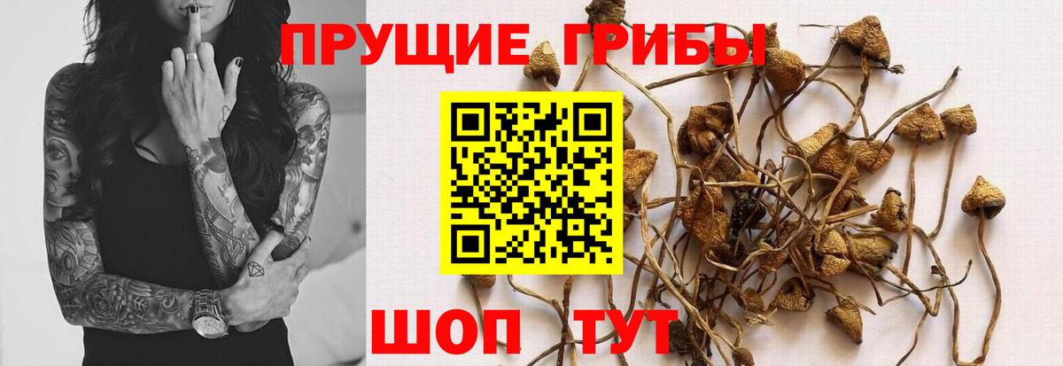 Псилоцибиновые грибы Psilocybine cubensis Орехово-Зуево